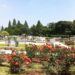 伊奈バラ園